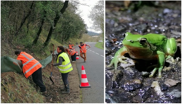 Zoom sur les actions « SOS amphibiens » de la LPO en région Occitanie
